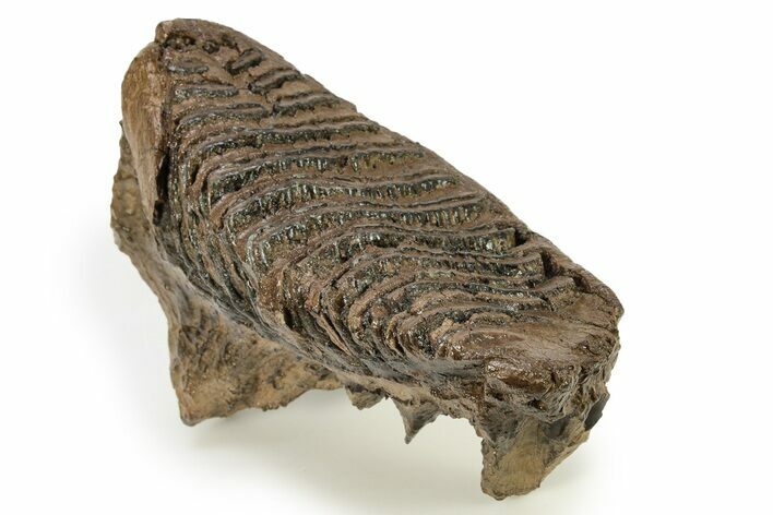 Woolly Mammoth Lower M Molar - North Sea Deposits #272814